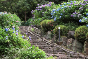 月見の森、あじさい、岐阜県海津市の観光・撮影スポットの画像と写真
