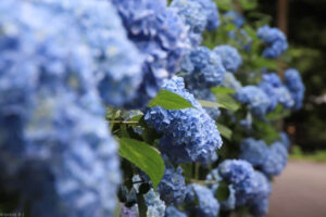 月見の森、あじさい、岐阜県海津市の観光・撮影スポットの画像と写真