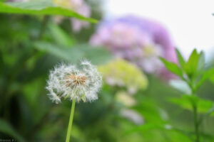 月見の森、あじさい、岐阜県海津市の観光・撮影スポットの画像と写真