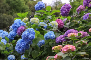 月見の森、あじさい、岐阜県海津市の観光・撮影スポットの画像と写真