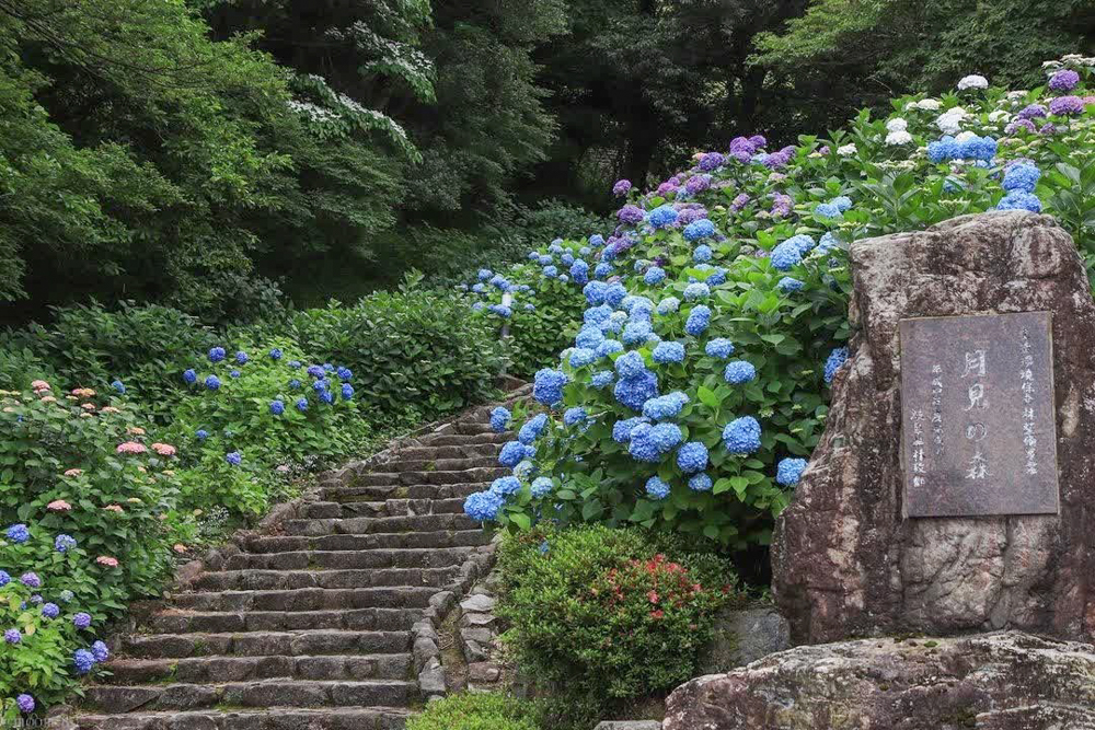 月見の森、あじさい、岐阜県海津市の観光・撮影スポットの画像と写真