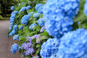 月見の森、あじさい、岐阜県海津市の観光・撮影スポットの画像と写真