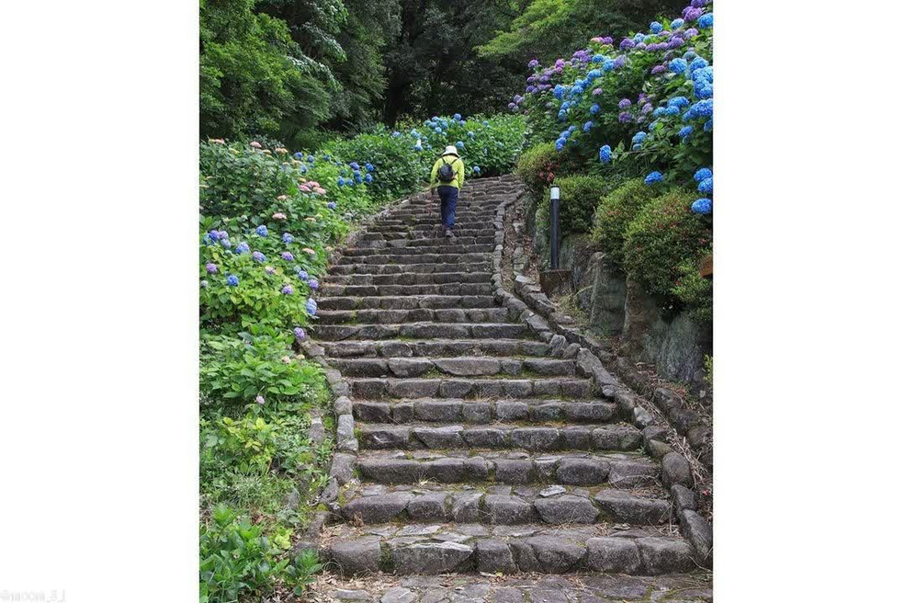 月見の森、あじさい、岐阜県海津市の観光・撮影スポットの画像と写真