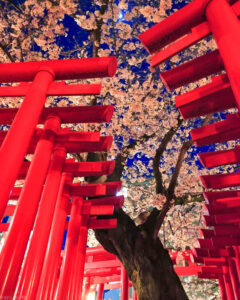 和徳稲荷社、桜、ライトアップ、夜景 、３月発、名古屋市西区の観光・撮影スポットの名所