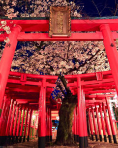 和徳稲荷社、桜、ライトアップ、夜景 、３月発、名古屋市西区の観光・撮影スポットの名所