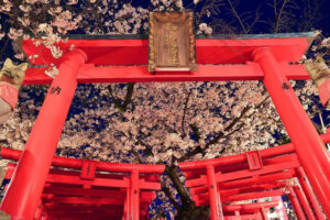 和徳稲荷社、桜、ライトアップ、夜景 、３月発、名古屋市西区の観光・撮影スポットの名所