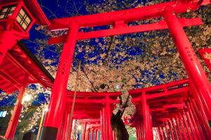 和徳稲荷社、桜、ライトアップ、夜景 、３月発、名古屋市西区の観光・撮影スポットの名所
