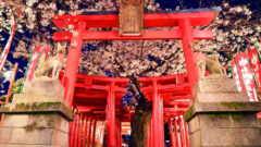 和徳稲荷社、桜、ライトアップ、夜景 、３月発、名古屋市西区の観光・撮影スポットの名所