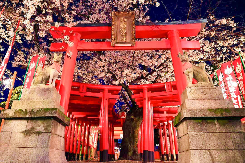 和徳稲荷社、桜、ライトアップ、夜景 、３月発、名古屋市西区の観光・撮影スポットの名所