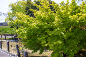 清須公園、４月春の花、愛知県清須市の観光・撮影スポットの名所