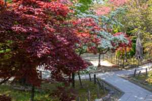 清須公園、４月春の花、愛知県清須市の観光・撮影スポットの名所