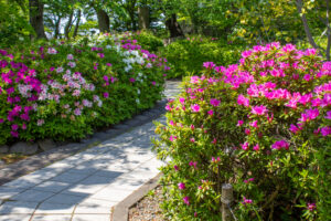 清須公園、つつじ、４月春の花、愛知県清須市の観光・撮影スポットの名所