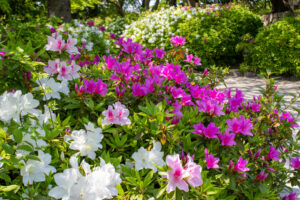 清須公園、つつじ、４月春の花、愛知県清須市の観光・撮影スポットの名所