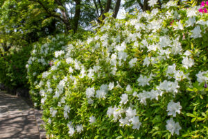 清須公園、つつじ、４月春の花、愛知県清須市の観光・撮影スポットの名所