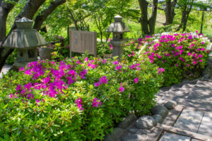 清須公園、つつじ、４月春の花、愛知県清須市の観光・撮影スポットの名所