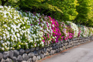 清須公園、つつじ、４月春の花、愛知県清須市の観光・撮影スポットの名所