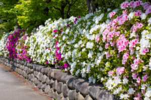 清須公園、つつじ、４月春の花、愛知県清須市の観光・撮影スポットの名所