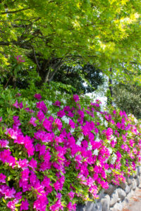 清須公園、つつじ、４月春の花、愛知県清須市の観光・撮影スポットの名所