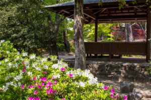 清須公園、つつじ、４月春の花、愛知県清須市の観光・撮影スポットの名所