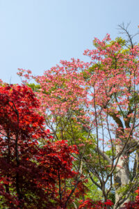 清須公園、つつじ、４月春の花、愛知県清須市の観光・撮影スポットの名所