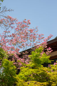 清須公園、つつじ、４月春の花、愛知県清須市の観光・撮影スポットの名所