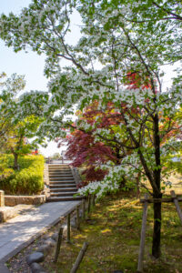 清須公園、つつじ、４月春の花、愛知県清須市の観光・撮影スポットの名所