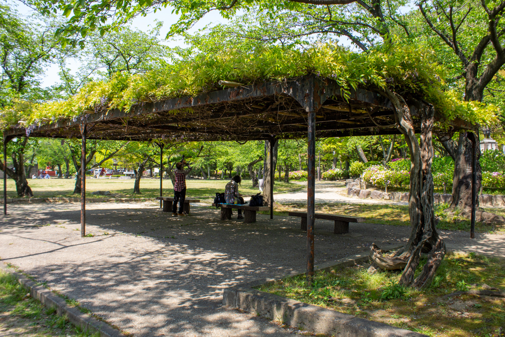 清須公園、藤棚、４月春の花、愛知県清須市の観光・撮影スポットの名所