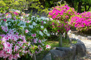 清須公園、つつじ、４月春の花、愛知県清須市の観光・撮影スポットの名所