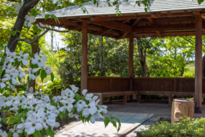 清須公園、つつじ、４月春の花、愛知県清須市の観光・撮影スポットの名所