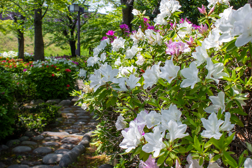 清須公園、つつじ、４月春の花、愛知県清須市の観光・撮影スポットの名所
