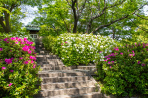 清須公園、つつじ、４月春の花、愛知県清須市の観光・撮影スポットの名所