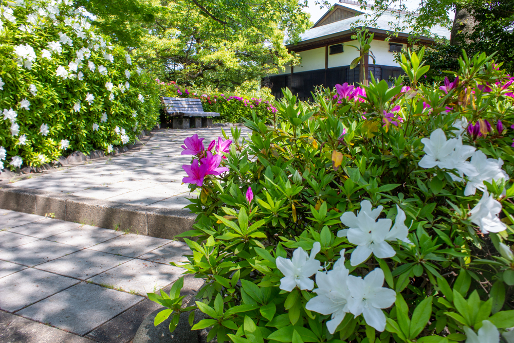 清須公園、つつじ、４月春の花、愛知県清須市の観光・撮影スポットの名所