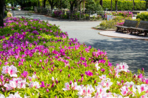清須公園、つつじ、４月春の花、愛知県清須市の観光・撮影スポットの名所