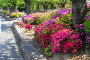 清須公園、つつじ、４月春の花、愛知県清須市の観光・撮影スポットの名所