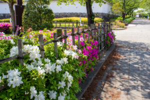 清須公園、つつじ、４月春の花、愛知県清須市の観光・撮影スポットの名所