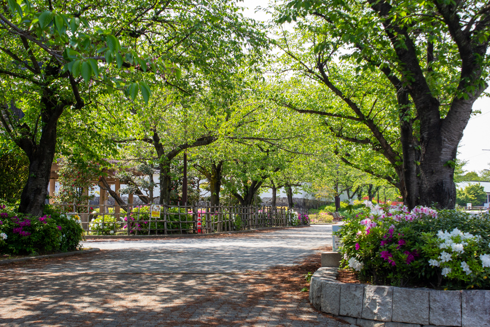 清須公園、４月春の花、愛知県清須市の観光・撮影スポットの名所