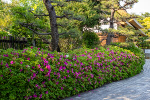 大倉公園、つつじ、５月夏の花、愛知県大府市の観光・撮影スポットの画像と写真