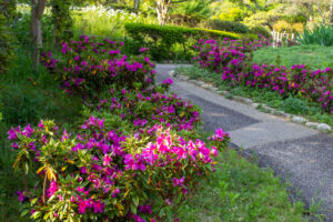 大倉公園、つつじ、５月夏の花、愛知県大府市の観光・撮影スポットの画像と写真