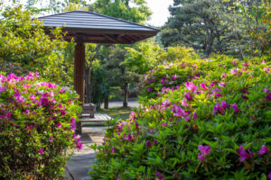 大倉公園、つつじ、５月夏の花、愛知県大府市の観光・撮影スポットの画像と写真