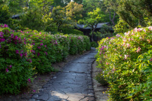 大倉公園、つつじ、５月夏の花、愛知県大府市の観光・撮影スポットの画像と写真