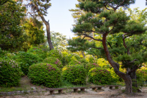 大倉公園、つつじ、５月夏の花、愛知県大府市の観光・撮影スポットの画像と写真