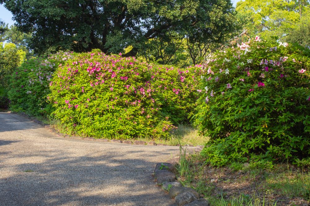 大倉公園、つつじ、５月夏の花、愛知県大府市の観光・撮影スポットの画像と写真
