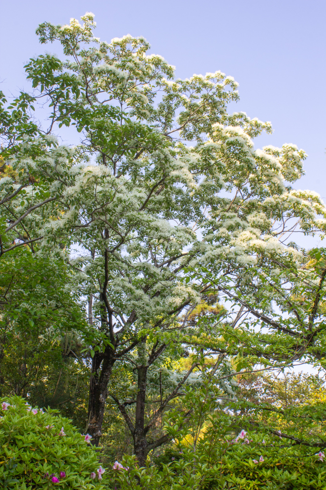 大倉公園、ナンジャモンジャ、５月夏の花、愛知県大府市の観光・撮影スポットの画像と写真