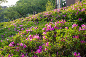 大池公園、つつじ、5月夏の花、愛知県東海市の観光・撮影スポットの画像と写真
