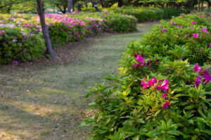 大池公園、つつじ、5月夏の花、愛知県東海市の観光・撮影スポットの画像と写真