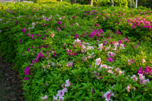大池公園、つつじ、5月夏の花、愛知県東海市の観光・撮影スポットの画像と写真