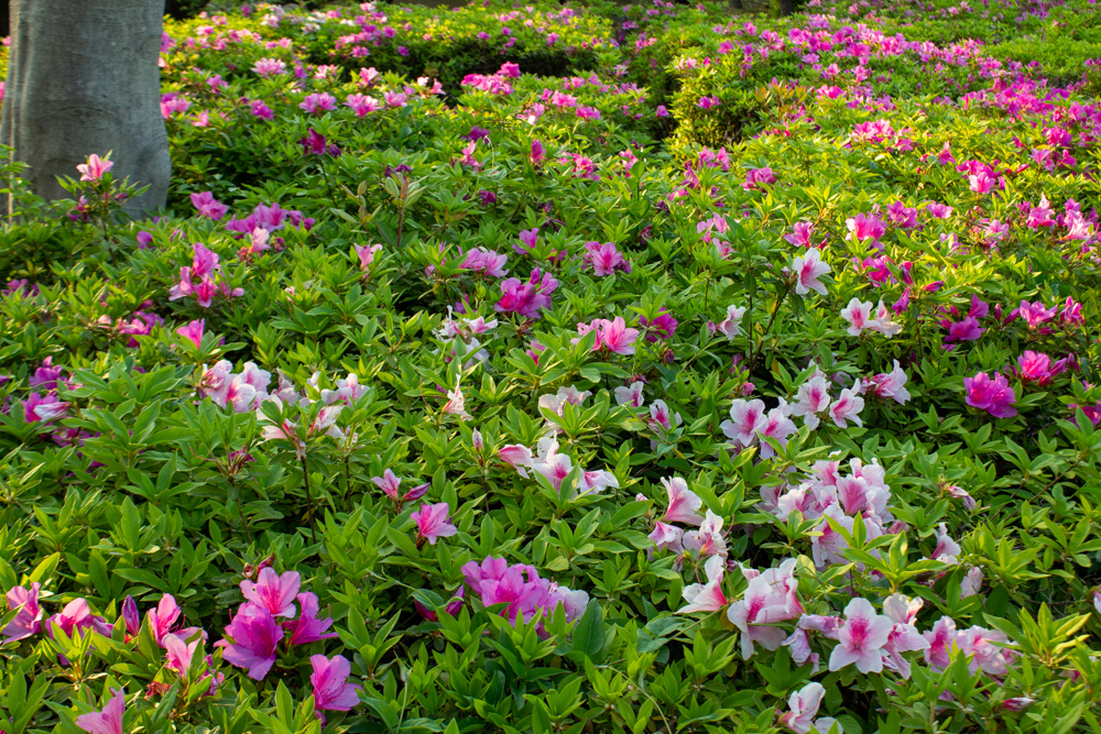 大池公園、つつじ、5月夏の花、愛知県東海市の観光・撮影スポットの画像と写真