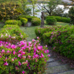 大池公園、つつじ、5月夏の花、愛知県東海市の観光・撮影スポットの画像と写真
