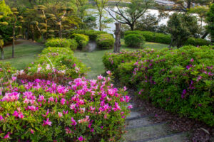 大池公園、つつじ、5月夏の花、愛知県東海市の観光・撮影スポットの画像と写真