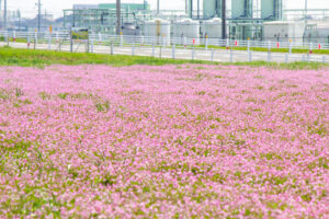 榎前レンゲ畑、５月夏の花、愛知県安城市の観光・撮影スポットの名所